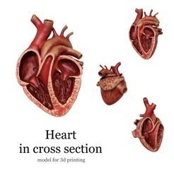 4572380E-CB86-4D95-8DB7-DCB43ABA7D08.jpeg Anatomical human heart in cross section