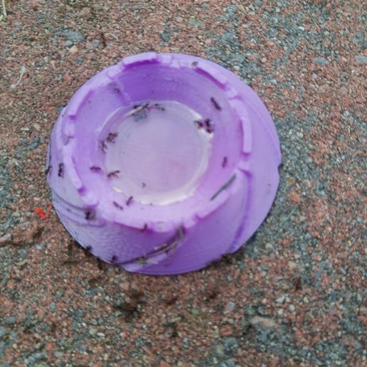 ants_2.jpg Ловушка для муравьев DIY