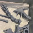 dimorphodon-skull-print3.jpg Dimorphodon skeleton
