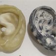 f4372fca-a49c-4826-a7c3-3b7b51197d7c.jpg human ear