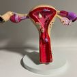 foto-1.jpeg female reproductive system