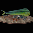 my_project-1-11.png mahi mahi / dorado / common dolphinfish underwater statue detailed texture for 3d printing