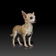 Chiwawa02.jpg Chihuahua - Chiwawa - DOG BREED - CANINE -3D PRINT MODEL