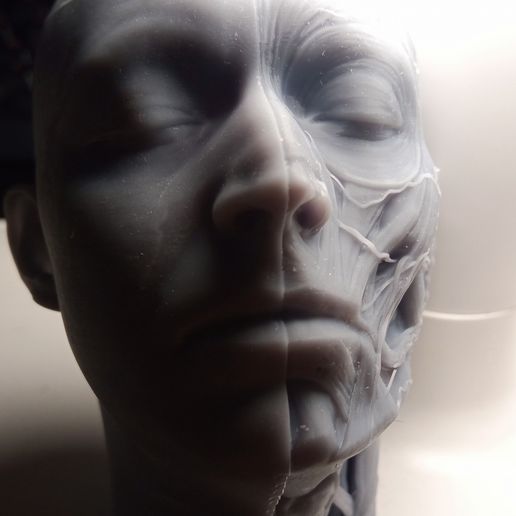 IMG_20240712_202222.jpg Ecorche head