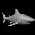 5.png Bull Shark