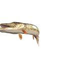4.jpg PIKE FISH Esox Masquinongy FISH ANIMAL SEA 3D MODEL 3D - FISH Muskellunge MONSTER HUNTER RAPTOR DINOSAUR RAPTOR 3D MODEL