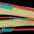 upper-limb-arteries-axilla-arm-forearm-3d-model-blend-13.jpg Upper limb arteries axilla arm forearm 3D model