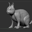 Screenshot-(291).png Rabbit