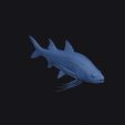 giant_african_threadfin_0003.jpg Giant African Threadfin