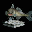 zander-trophy-4.png zander / pikeperch / Sander lucioperca fish in motion trophy statue detailed texture for 3d printing