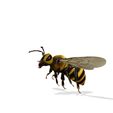 0_00017.jpg DOWNLOAD BEE 3D Model BEE - Obj - FbX - 3d PRINTING - 3D PROJECT - BLENDER - 3DS MAX - MAYA - UNITY - UNREAL - CINEMA4D - BEE GAME READY - POKÉMON - RAPTOR