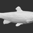 8.jpg Grass carp fish for 3D printing