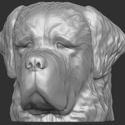 1.jpg STL-Datei Bernhardiner-Hundekopf für den 3D-Druck・Design für 3D-Drucker zum herunterladen