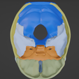 5.png 3D Model of Skull and Skull Bones
