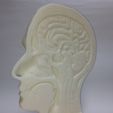 Head-2.jpg Anatomy of the human head (Sagittal view)