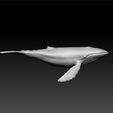 w3.jpg Humpback whale - decorative Humpback whale- Humpback whale elephant