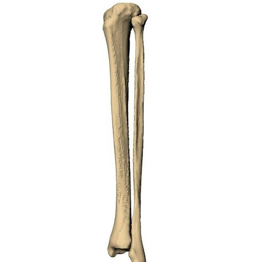 tibia and fibula