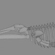 0016.png Fin Whale Skeleton – Realistic Marine Anatomy 3D Model