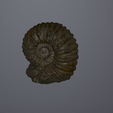 Screenshot-2024-09-10-102720-Copia.png Fossile d'ammonite