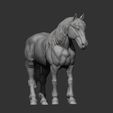 Percheron12.jpg Caballo percherón Modelo de impresión 3D
