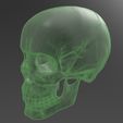 M3P1D1V1Skull_triangles.jpg Human Skull model M3P1D1V1Skull