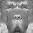 15.jpg Tibetan Mastiff dog head for 3D printing