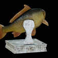 Carp-trophy-statue-9.png fish carp / Cyprinus carpio in motion trophy statue detailed texture for 3d printing