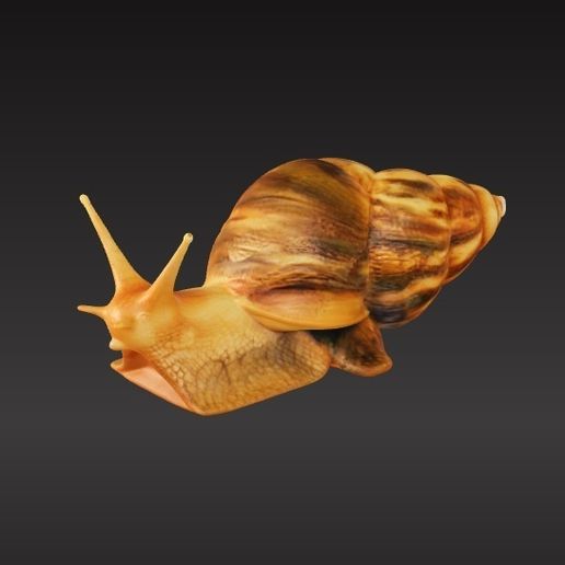 Snail 3D model