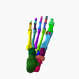 10.png SKELETON OF THE RIGHT FOOT 3D SEGMENTED - 28 PARTS