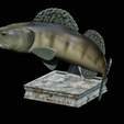 zander-trophy-15.png zander / pikeperch / Sander lucioperca fish in motion trophy statue detailed texture for 3d printing