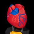 Heart-Anatomical-Model-3.jpg Heart Anatomical Model