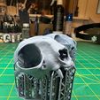 IMG_6237.jpg Conjoined Domestic Cat Skull (Pre Supported)