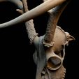 closeup.jpg Entire Deer Skull 10 point Buck Antlers Model 2
