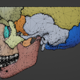 10.png 3D Model of Skull and Skull Bones