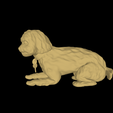 model-2.png Dog - Poodle - Dog laying - Cute dog - Puppy - Puppies - Pup
