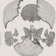 wf9.jpg Skull bones colored separable labelled