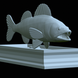 zander-statue-4-open-mouth-1-32.png fish zander / pikeperch / Sander lucioperca  open mouth statue detailed texture for 3d printing