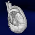 testis-anatomy-histology-3d-model-blend-3.jpg testis anatomy histology 3D model