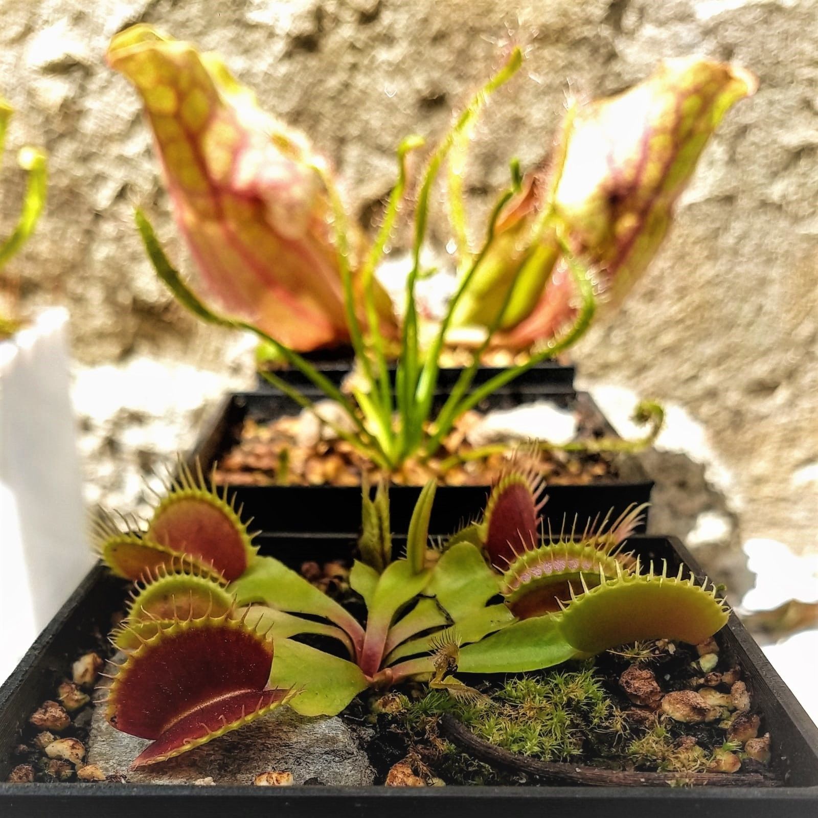 Download file CuBe The cubic design planter with water reservoir