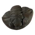 trilobite1-2.jpg Fossil Trilobites and Blastoids