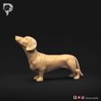 Dachshund-Smooth-Haired-Pose-02-Dog-3D-Print-8s.jpeg Teckel à poil lisse Pose 02