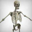 View1.jpg Human Skeletal System