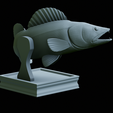 zander-trophy-38.png zander / pikeperch / Sander lucioperca fish in motion trophy statue detailed texture for 3d printing
