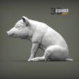 Baby-pig-sitting-1.jpg Baby pig sitting 3D print model