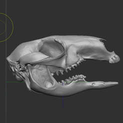 1.png kangaroo skull