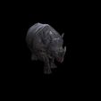 1.jpg Rhino Walk ANIMATED