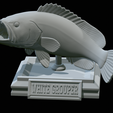 White-grouper-open-mouth-1-51.png fish white grouper / Epinephelus aeneus trophy statue detailed texture for 3d printing