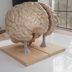 encefalo-render-cults-2.png Brain for human anatomy study, Split hemispheres + support.