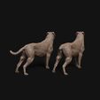 Rottweiler_standing_3.jpg Rottweiler dog standing - pre supported