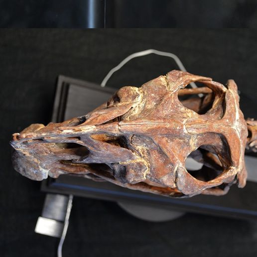 DSC_0469_Cults.jpg OBJ file Life size Citipati (Oviraptor) skull and cervical vertebrae・3D printing template to download, Inhuman_species